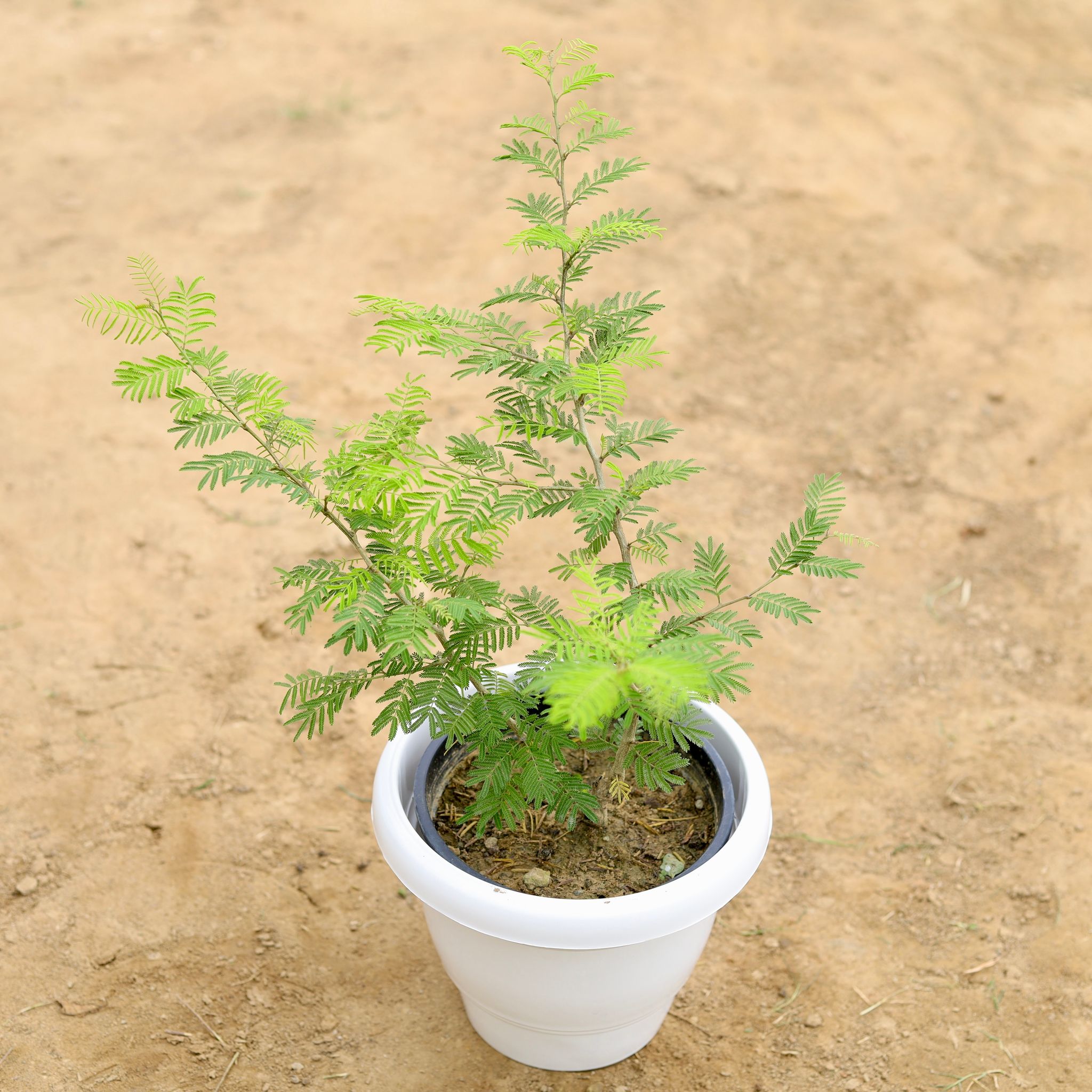 Shami Plant in 8 Inch White Classy Plastic Pot
