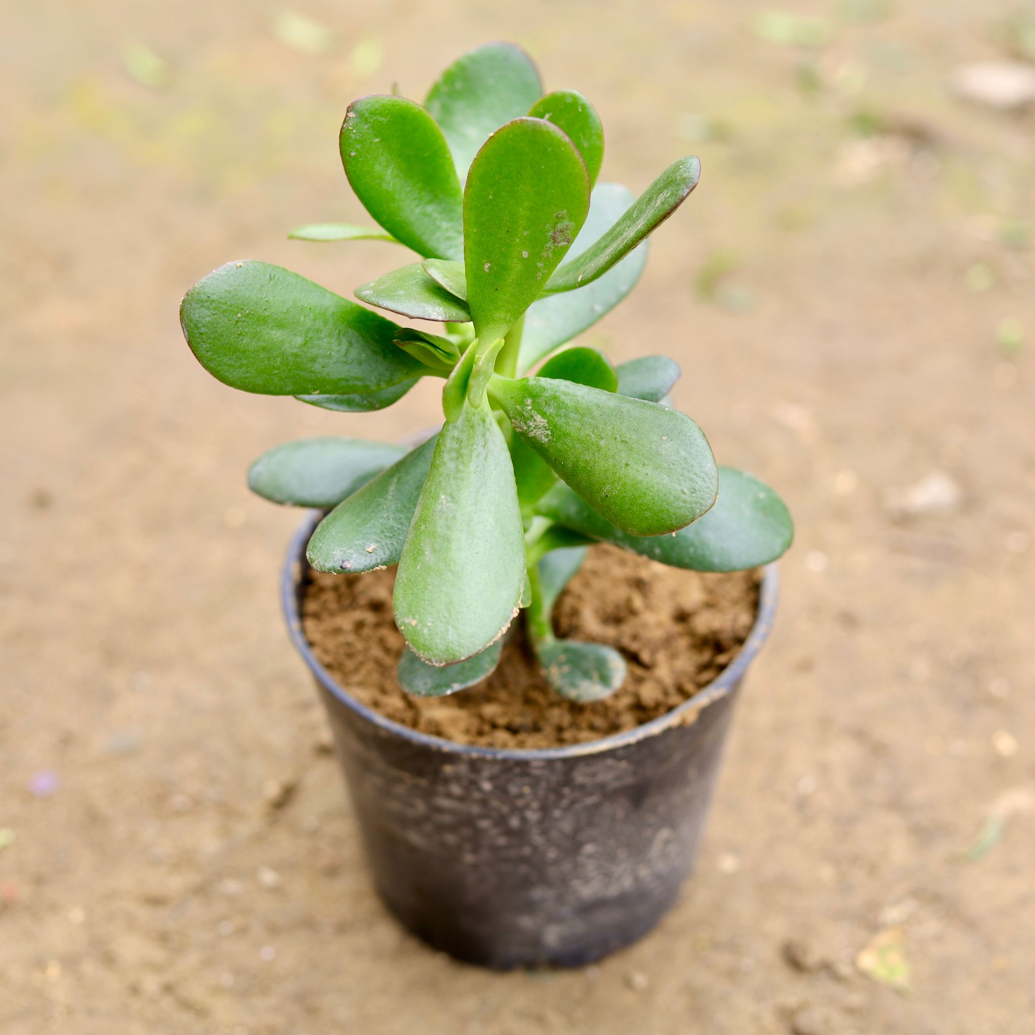 Crassula Arborescens Succulent in 3 Inch Nursery Pot
