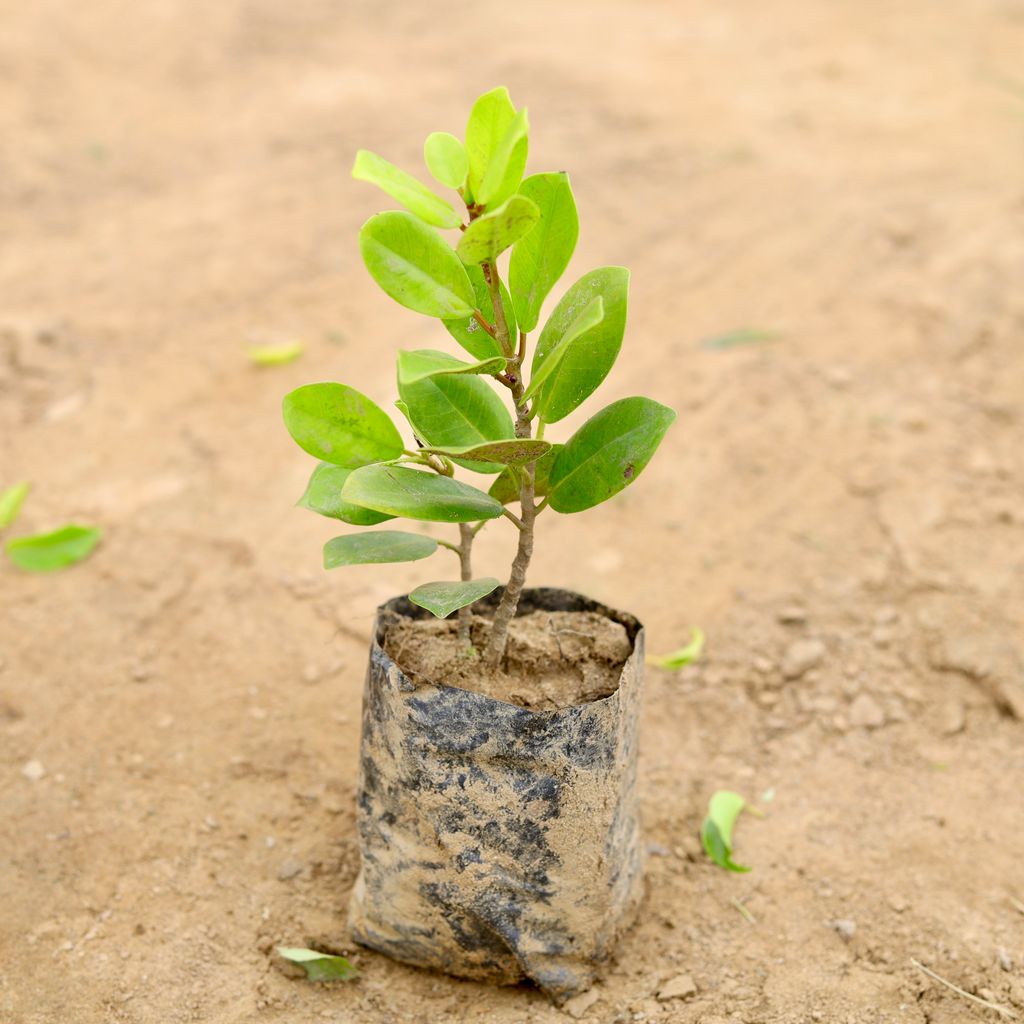 Ficus Long Island  in 4 Inch Nursery Bag