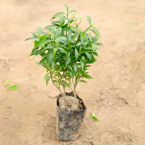 Dwarf Chandni in 4 Inch Nursery Bag