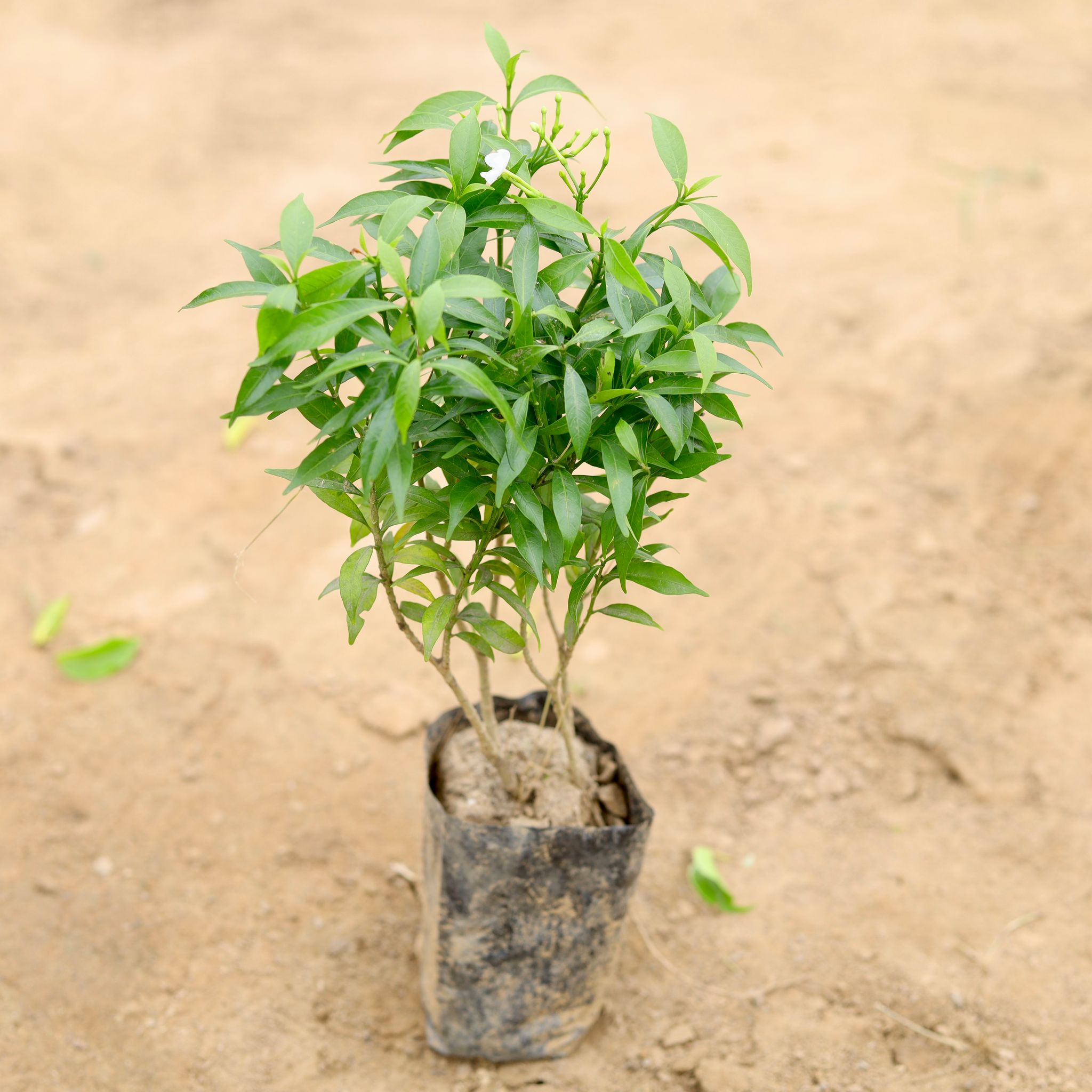 Dwarf Chandni in 4 Inch Nursery Bag