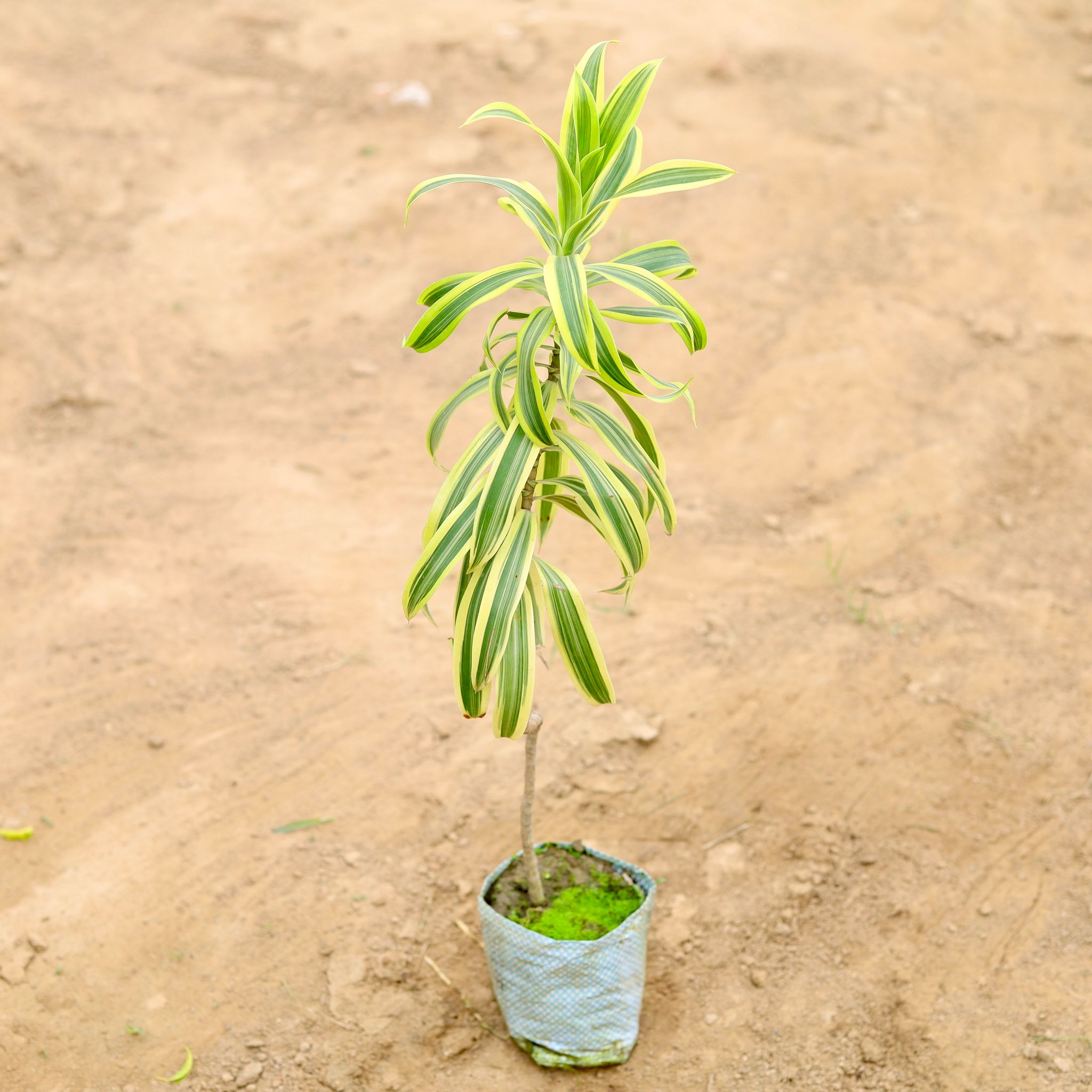 Song of India (~1 ft) in 4 Inch Nursery Bag
