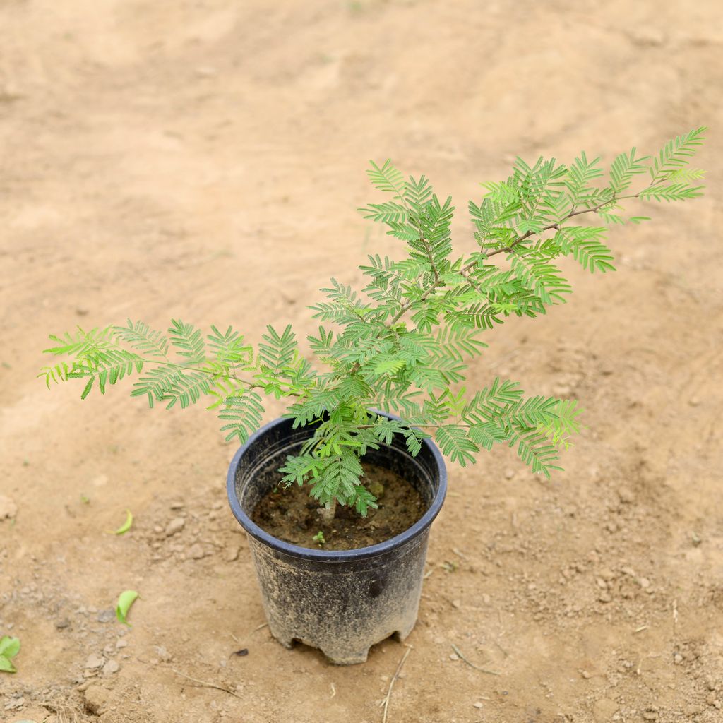 Shami Plant in 6 Inch Nursery Pot