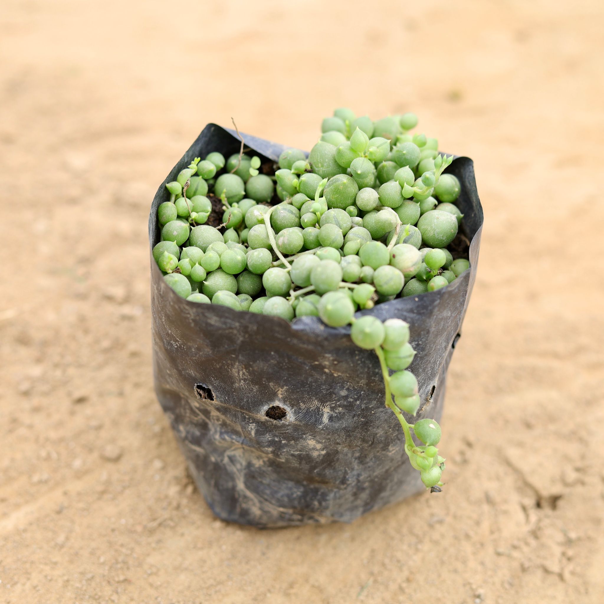 String of Pearls in 4 Inch Nursery Bag
