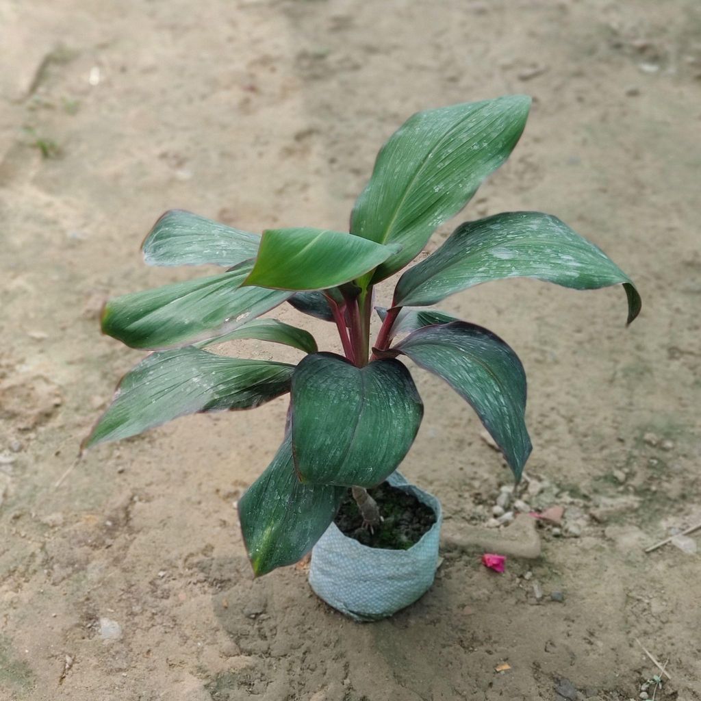 Buy Dracaena Kedarnath in 5 Inch Nursery Bag Online | Urvann.com Dracaena Kedarnath in 5 Inch Nursery Bag