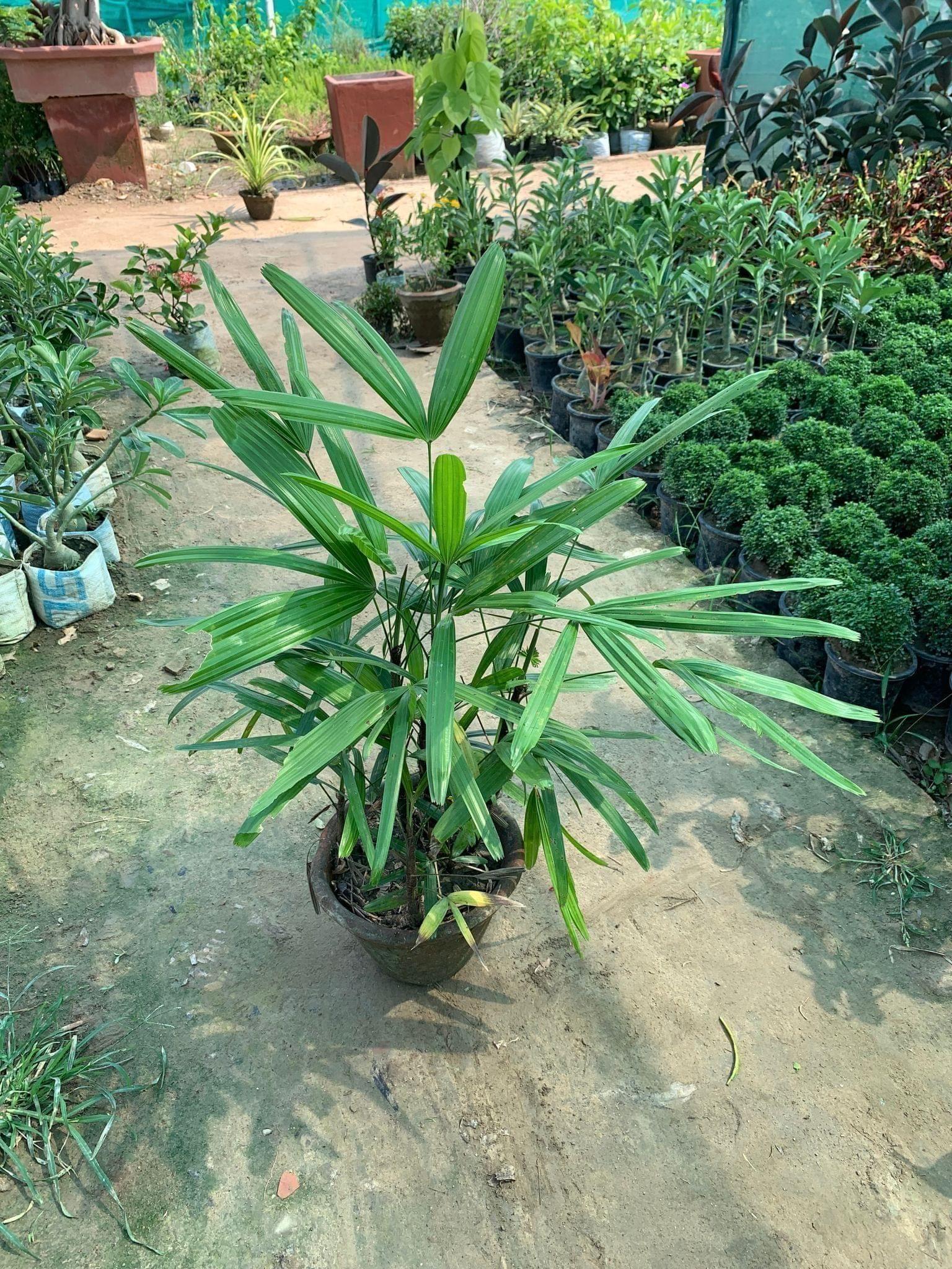 Raphis Palm in 8 Inch Terracotta Pot