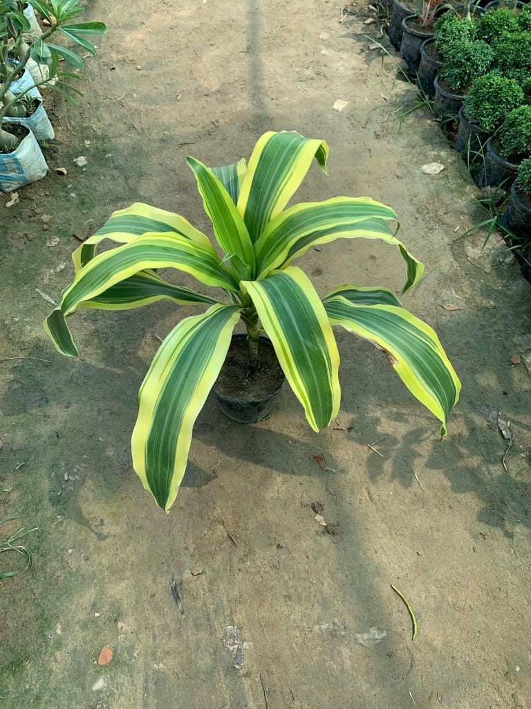 Buy Dracaena Victoria in 8 Inch Nursery Bag Online | Urvann.com Dracaena Victoria in 8 Inch Nursery Bag