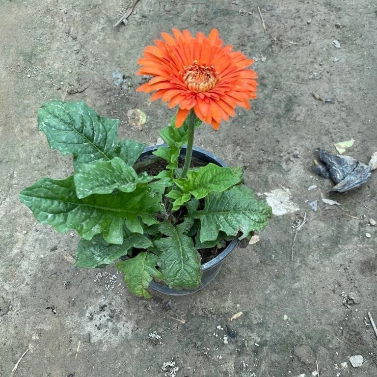 Gerbera (Any Colour) in 6 Inch Nursery Pot