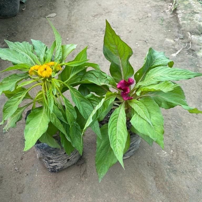Set of 2 - Celosia / Cockscomb (Any Colour) in 6 Inch Nursery Pot