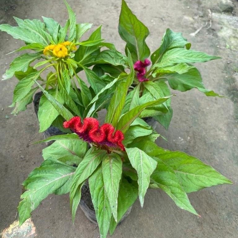 Buy Set of 3 - Cockscomb (Any Colour) in 6 Inch nursery bag Online | Urvann.com Set of 3 - Celosia / Cockscomb (Any Colour) in 6 Inch nursery bag