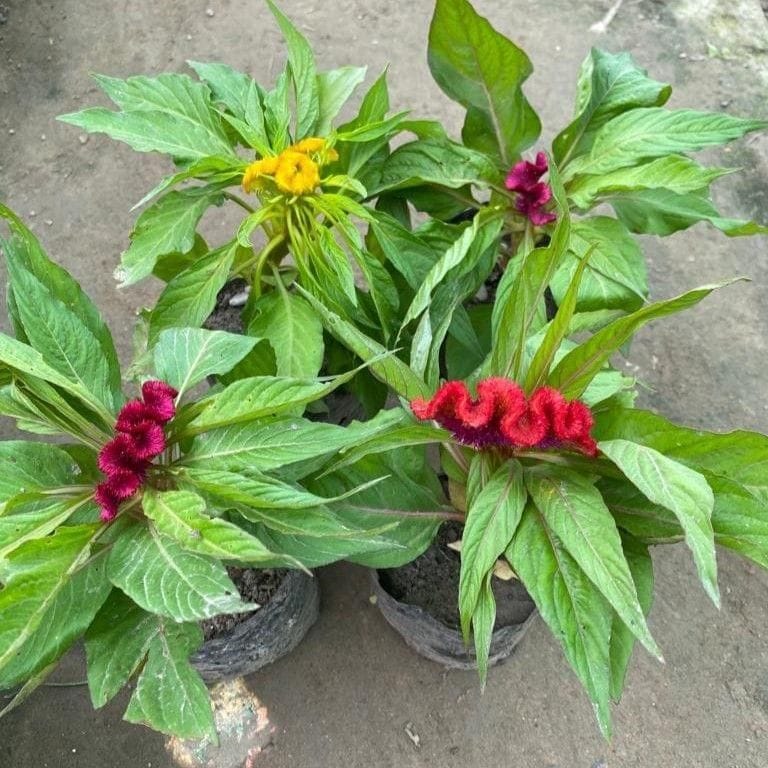 Set of 4 - Celosia / Cockscomb (Any Colour) in 6 Inch Nursery Pot