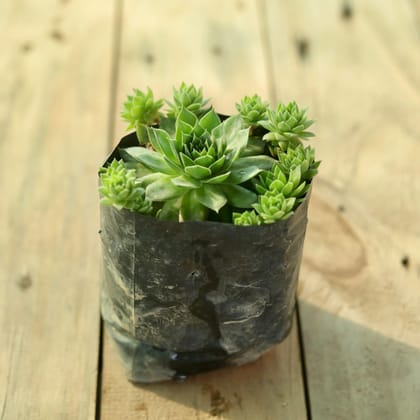 Chick and hens Succulent in 4 Inch Nursery Bag