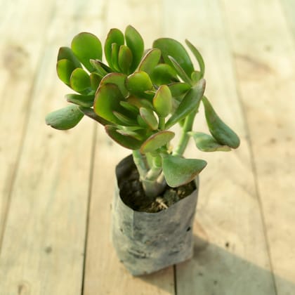 Crassula Ovata Succulent in 4 Inch Nursery Bag