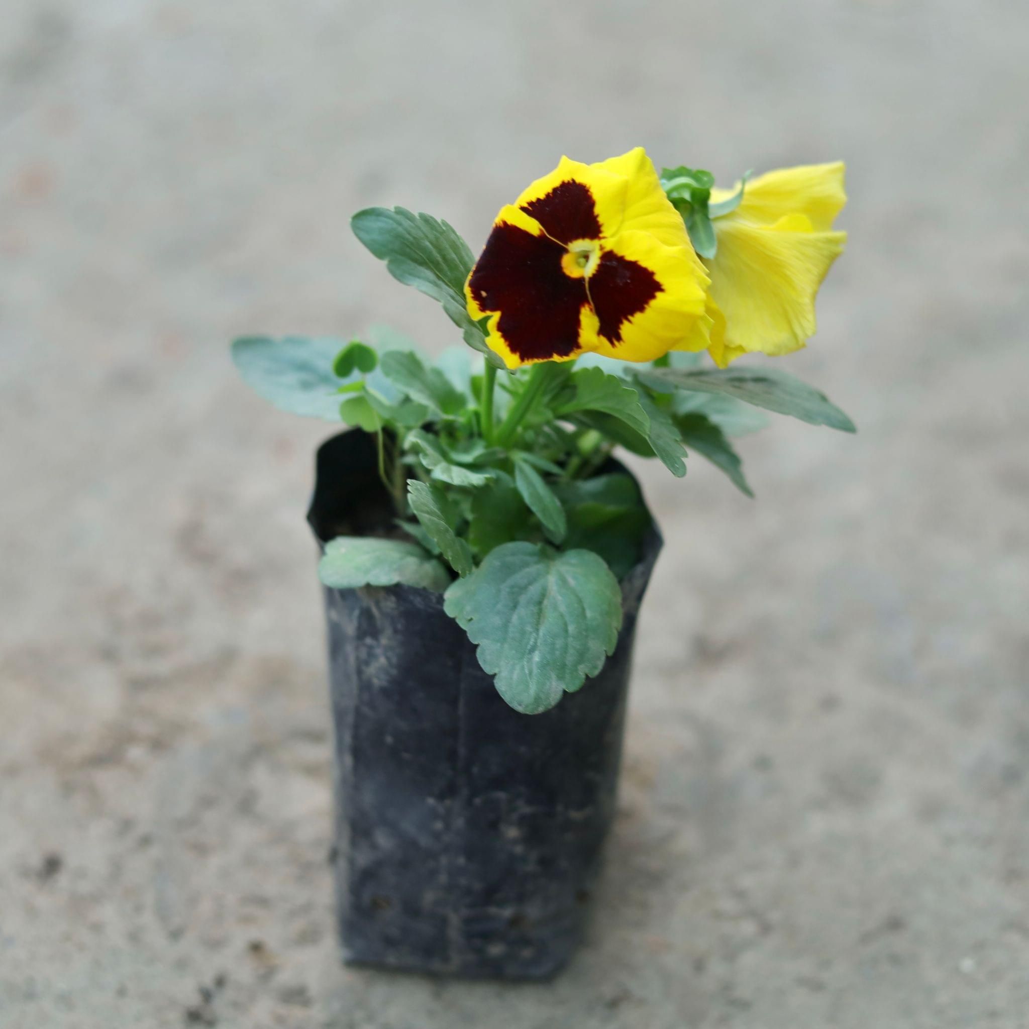 Pansy (Any Colour) in 4 Inch Nursery Bag