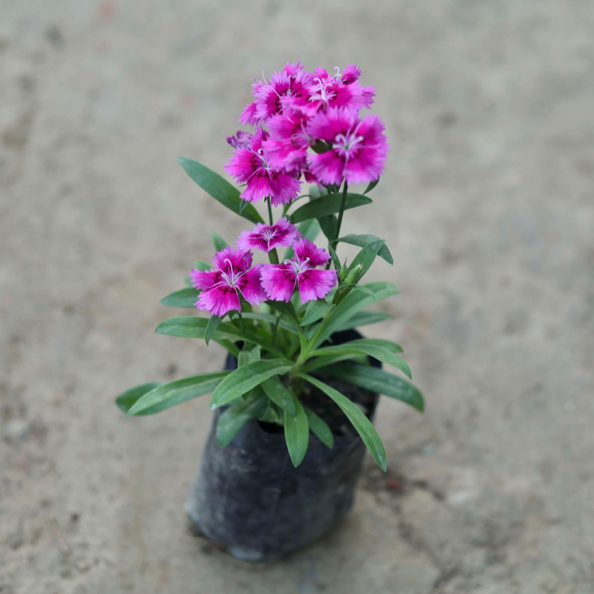 Dianthus (Any Colour) in 4 Inch Nursery Bag