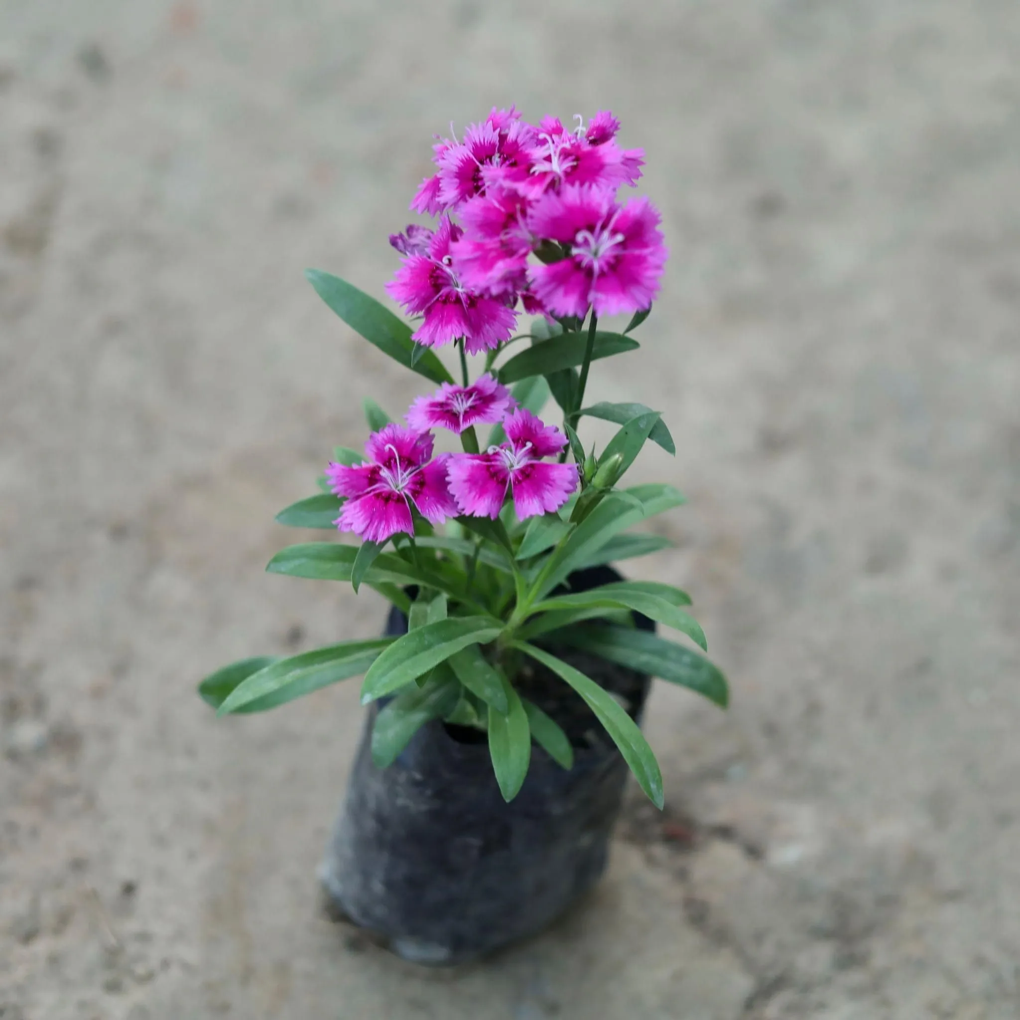 Dianthus (Any Colour) in 4 Inch Nursery Bag