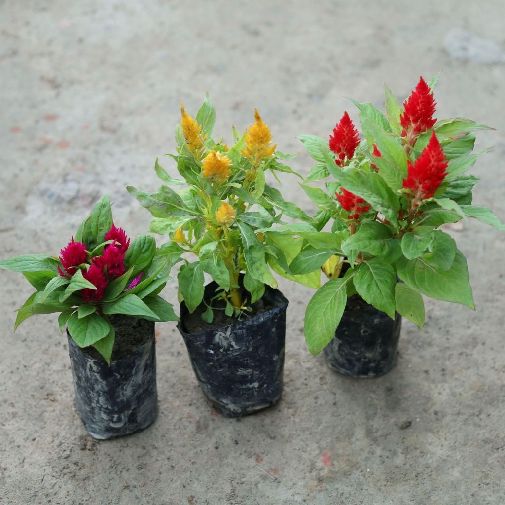 Buy Set of 3 - Celosia (Any Colour) in 4 Inch Nursery Bag Online | Urvann.com Set of 3 - Celosia / Cockscomb (Any Colour) in 4 Inch Nursery Bag