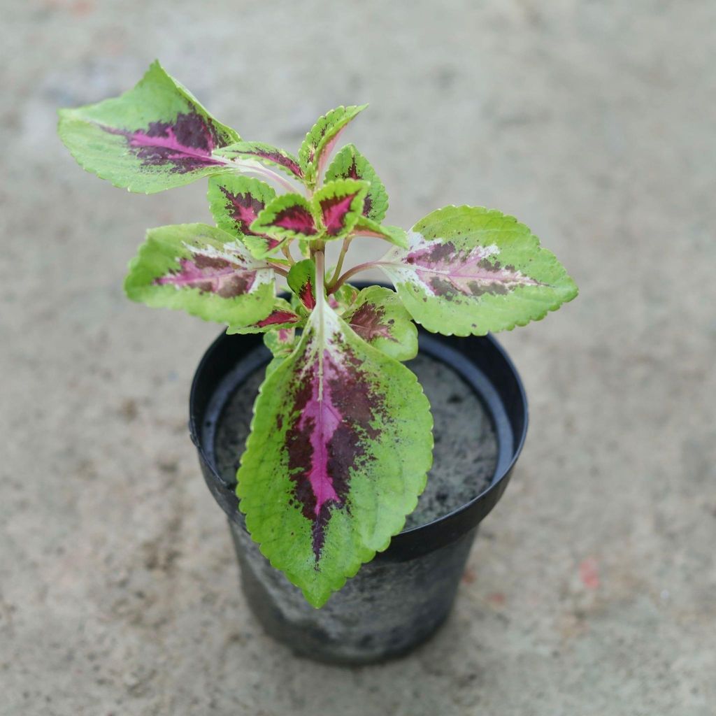 Coleus (Any Colour) in 6 Inch Nursery Pot