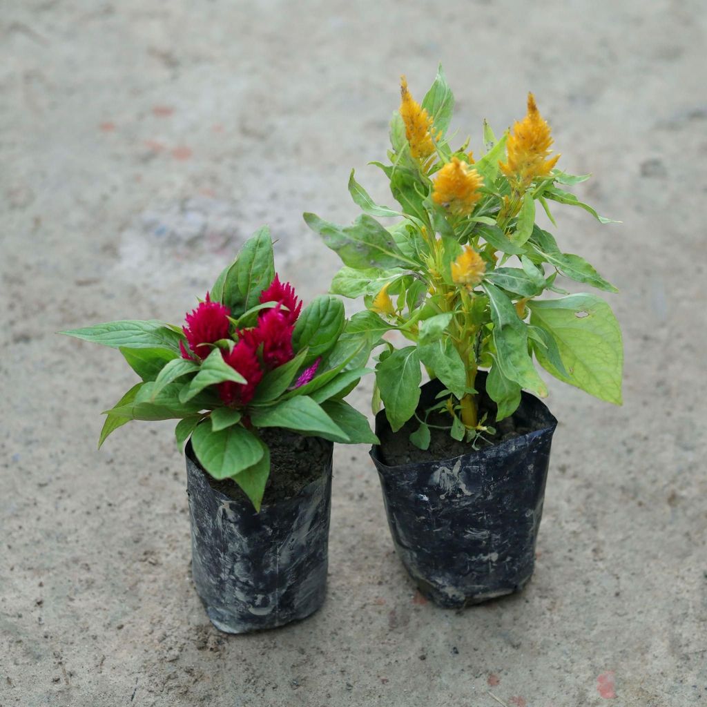 Buy Set of 2 - Celosia (Any Colour) in 6 Inch Nursery Bag Online | Urvann.com Set of 2 - Celosia / Cockscomb (Any Colour) in 6 Inch Nursery Bag