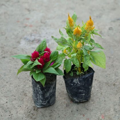 Buy Set of 2 - Celosia (Any Colour) in 6 Inch Nursery Bag Online | Urvann.com