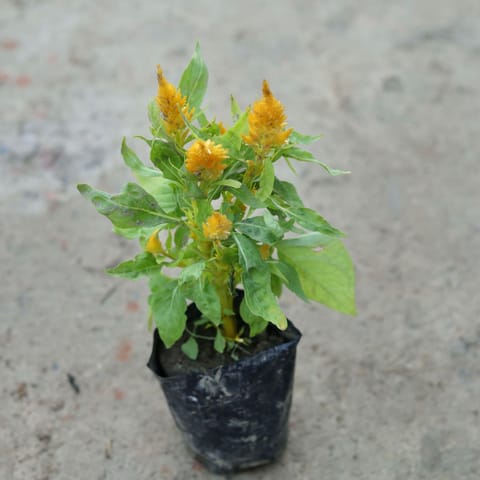 Celosia / Cockscomb (Any Colour) in 6 Inch Nursery Bag