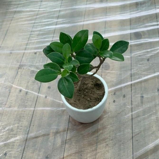 Ficus Long Island in 4 Inch White Ceramic Pot Ficus Long Island in 4 Inch White Ceramic Pot