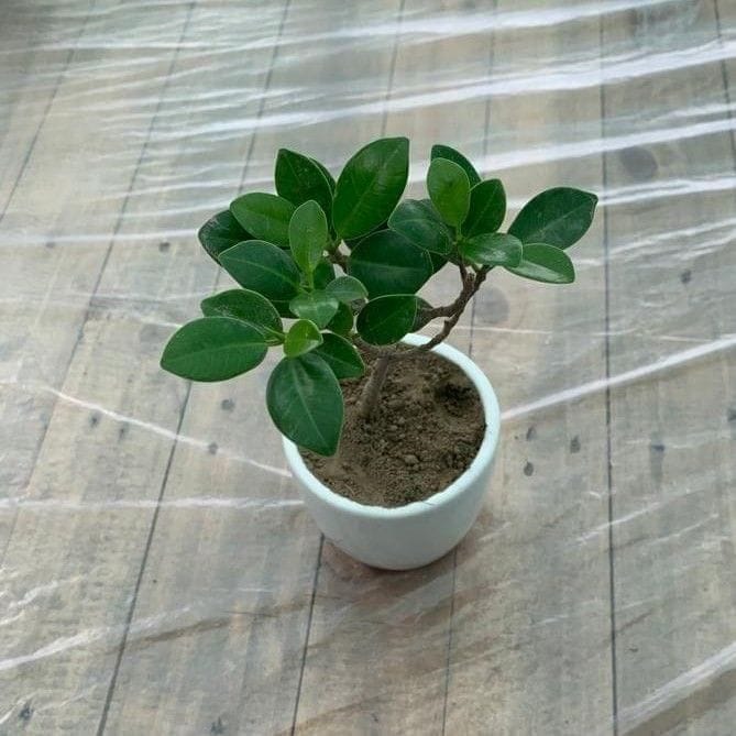 Ficus Long Island in 4 Inch White Ceramic Pot