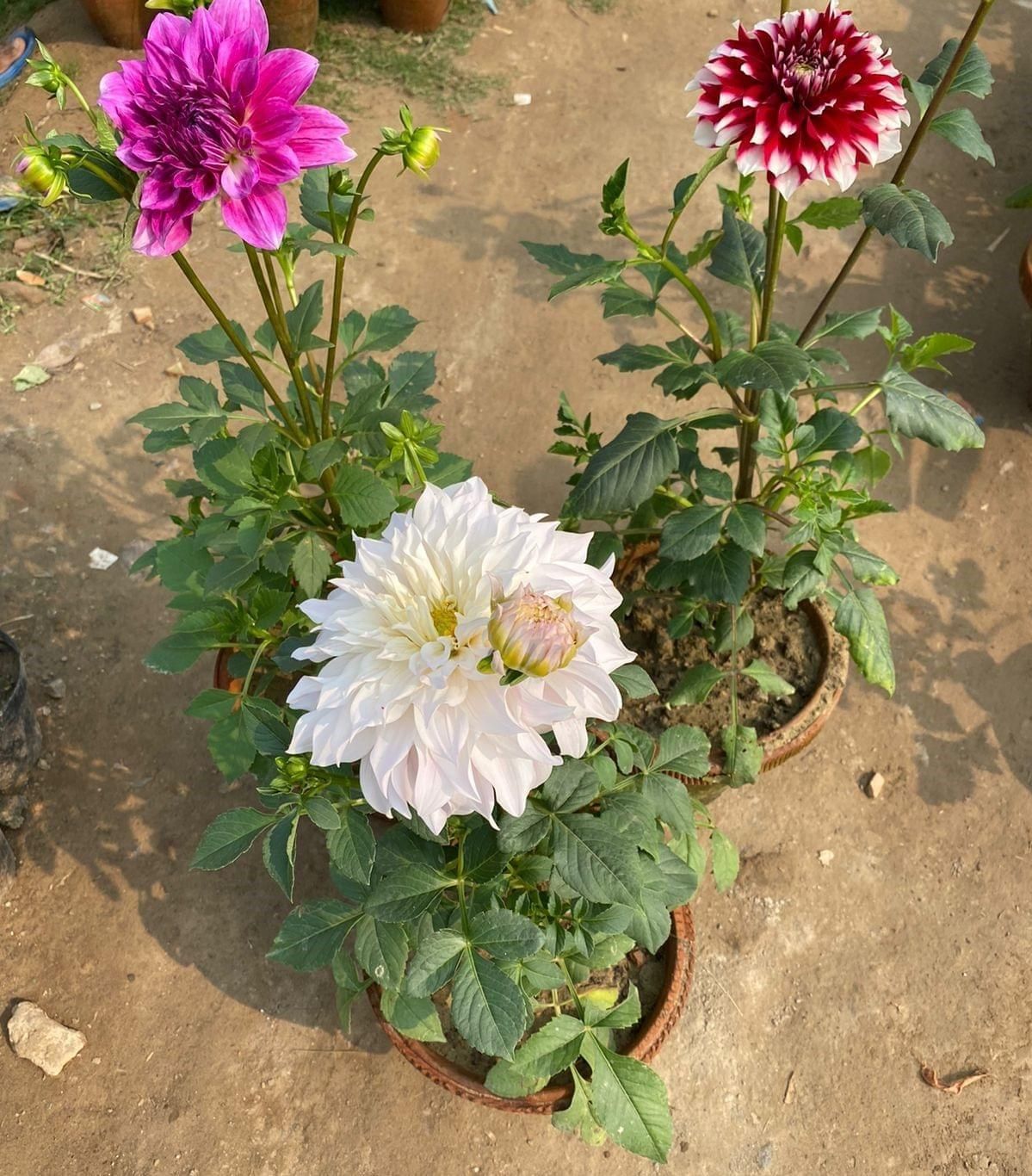Set of 3 - Dahlia (any colour) in 10 Inch Nursery Pot