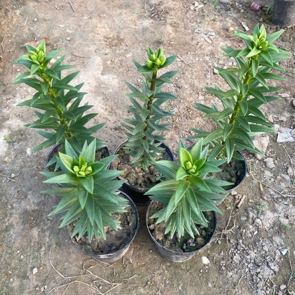 Set of 5 - Asiatic Lily (Different Colours) in 6 Inch Nursery Pot