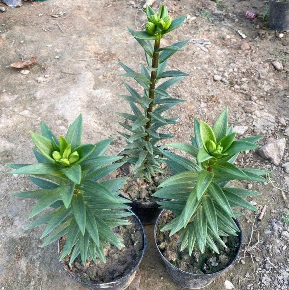 Set of 3 - Asiatic Lily (Different Colours) in 6 Inch Nursery Pot