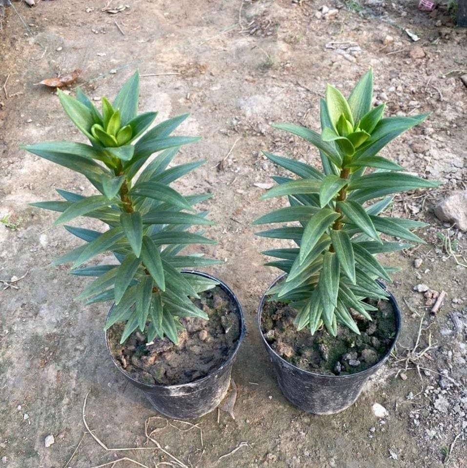 Set of 2 - Asiatic Lily (Different Colours) in 6 Inch Nursery Pot
