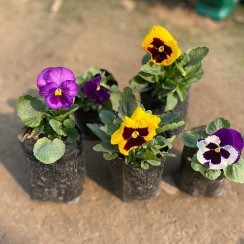 Set of 5 - Pansy (any colour) in 3 Inch Nursery Bag
