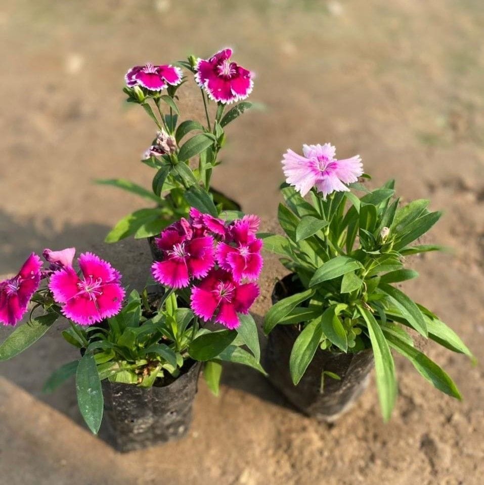 Set of 3 - Dianthus (any colour) in 3 Inch Nursery Bag