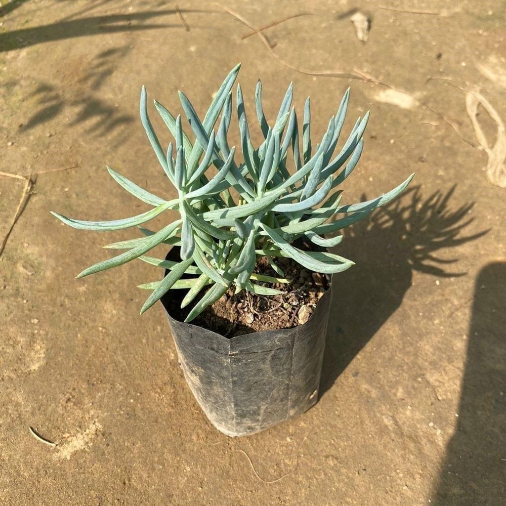 Sedum Brush Succulent in 3 Inch Nursery Bag