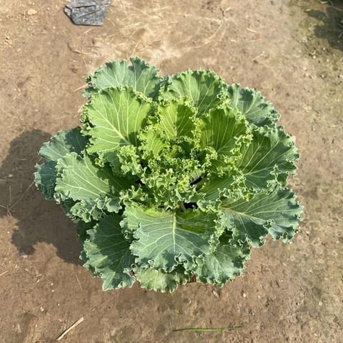 Kale Green Ornamental Cabbage in 8 Inch Nursery Pot