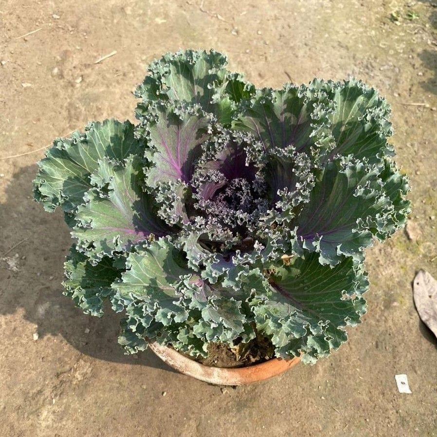 Kale Black Ornamental Cabbage in 8 Inch Nursery Pot