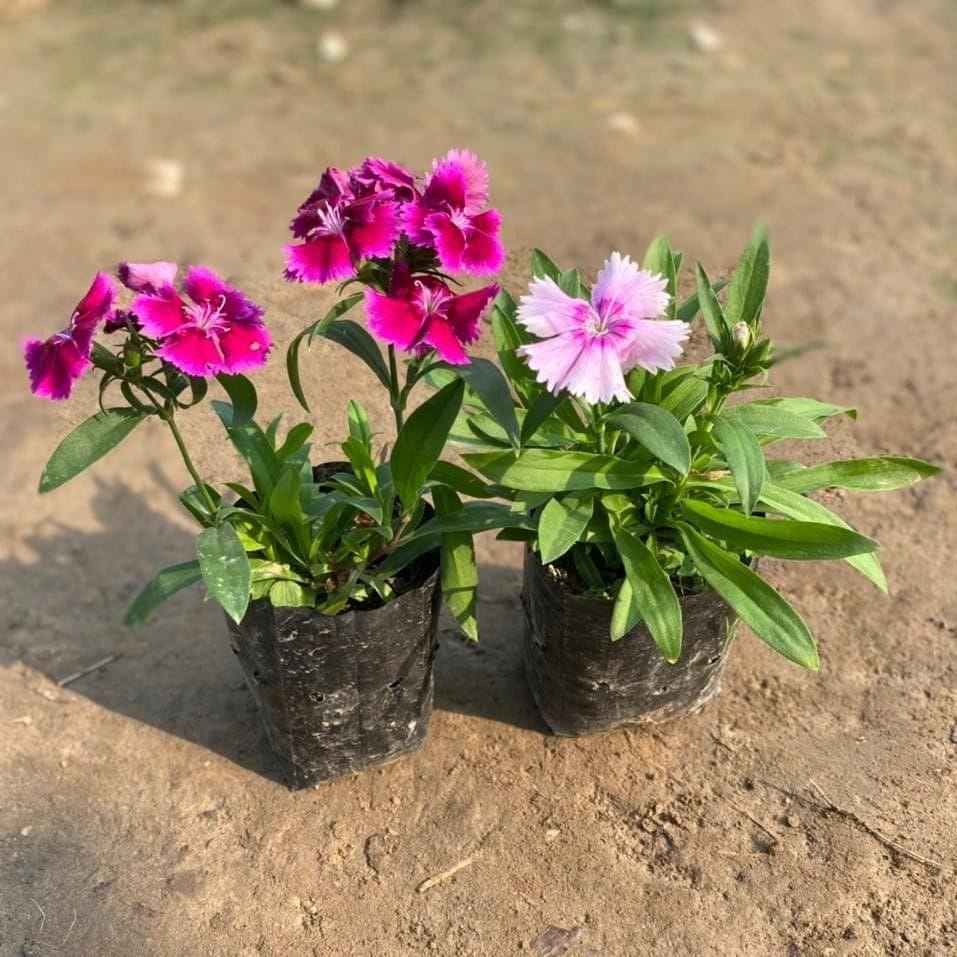 Set of 2 - Dianthus (any colour) in 3 Inch Nursery Bag