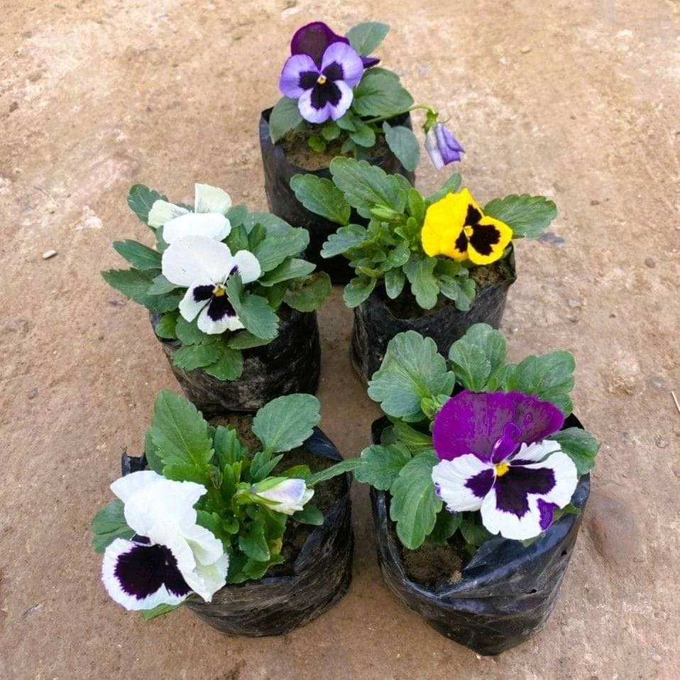 Set of 5 - Pansy (Any Colour) in 4 Inch Nursery Bag