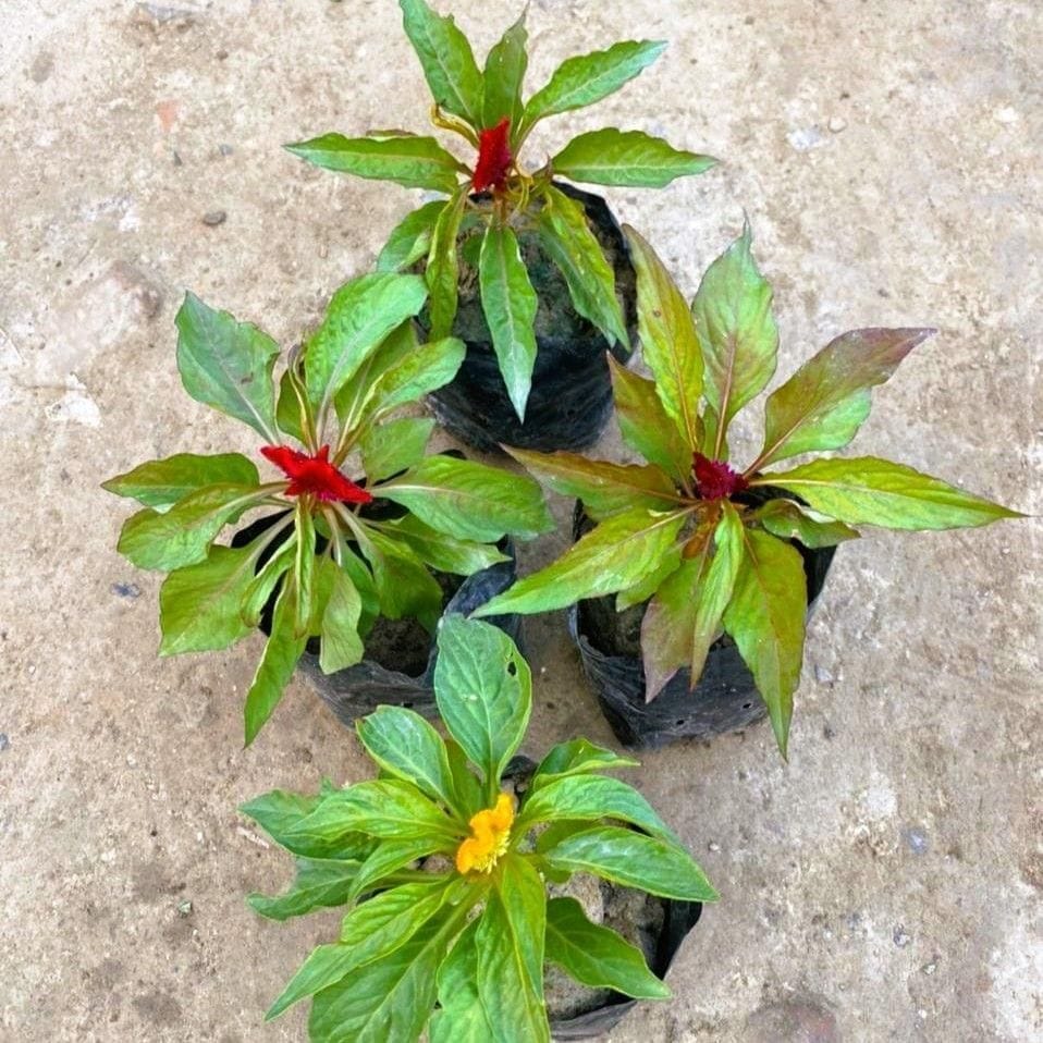 Set of 4 - Celosia / Cockscomb (any colour) in 4 Inch Nursery Bag
