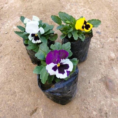 Set of 3 - Pansy (any colour) in 4 Inch Nursery Bag
