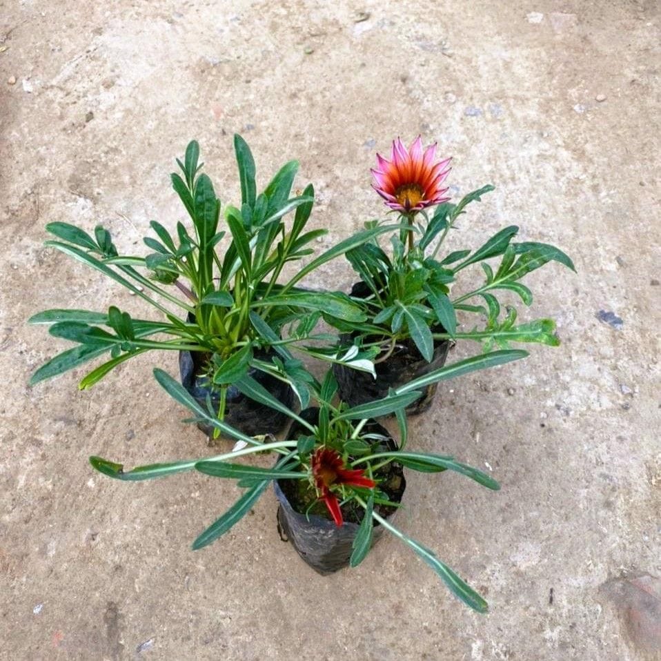 Set of 3 - Gazania (any colour) in 4 Inch Nursery Bag