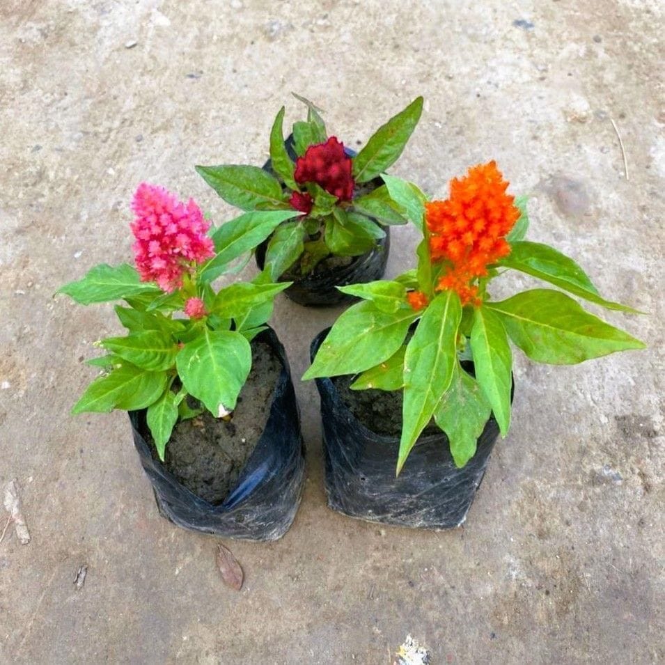 Set of 3 - Celosia / Cockscomb (any colour) in 4 Inch Nursery Bag
