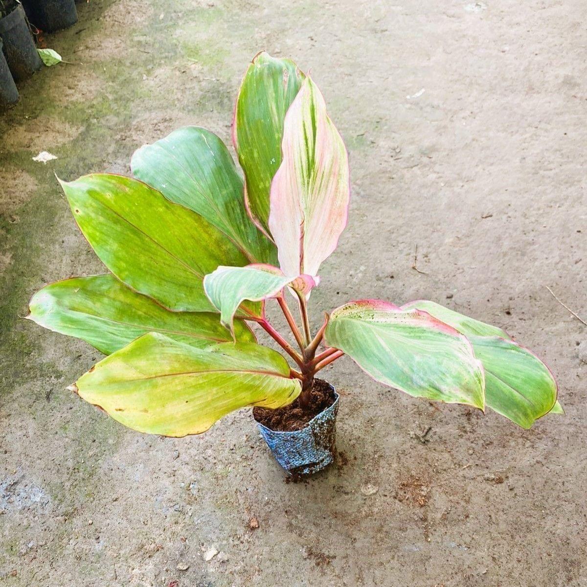 Dracaena Kedarnath in 5 Inch Nursery Bag
