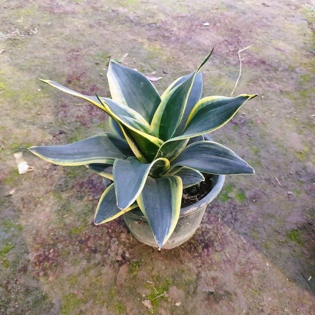 Buy Snake Plant in 6 Inch Plastic Pot Online | Urvann.com Snake Dwarf in 6 Inch Nursery Pot