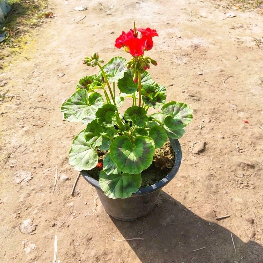 Gerenium (any colour) in 8 Inch Nursery Pot