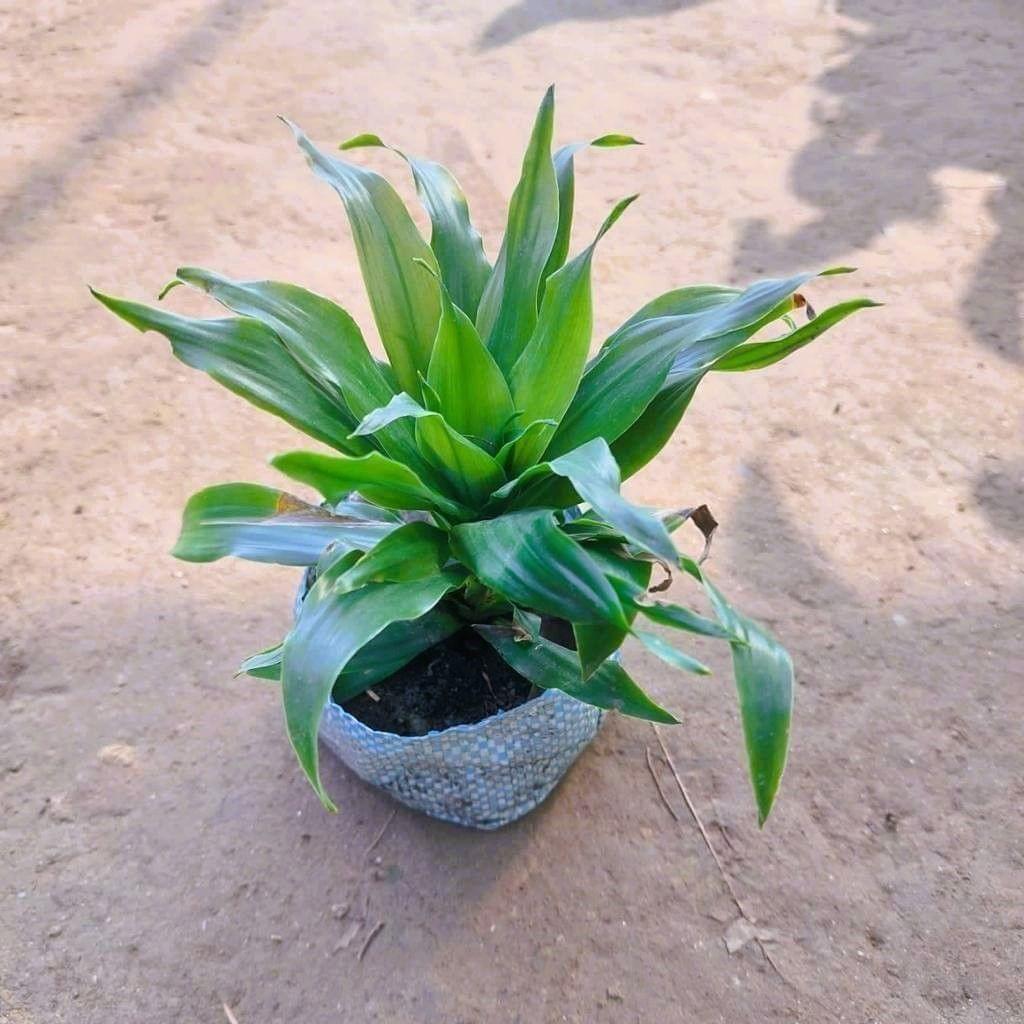 Buy Dracaena Compecta in 5 Inch Nursery Bag Online | Urvann.com Dracaena Compacta in 5 Inch Nursery Bag