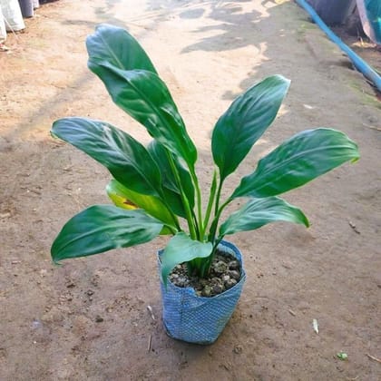 Buy Peace Lily in 5 Inch Nursery Bag Online | Urvann.com