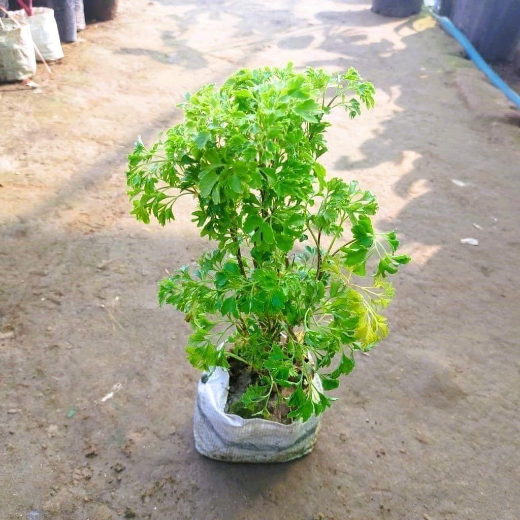 Aralia Green in 5 Inch Nursery Bag