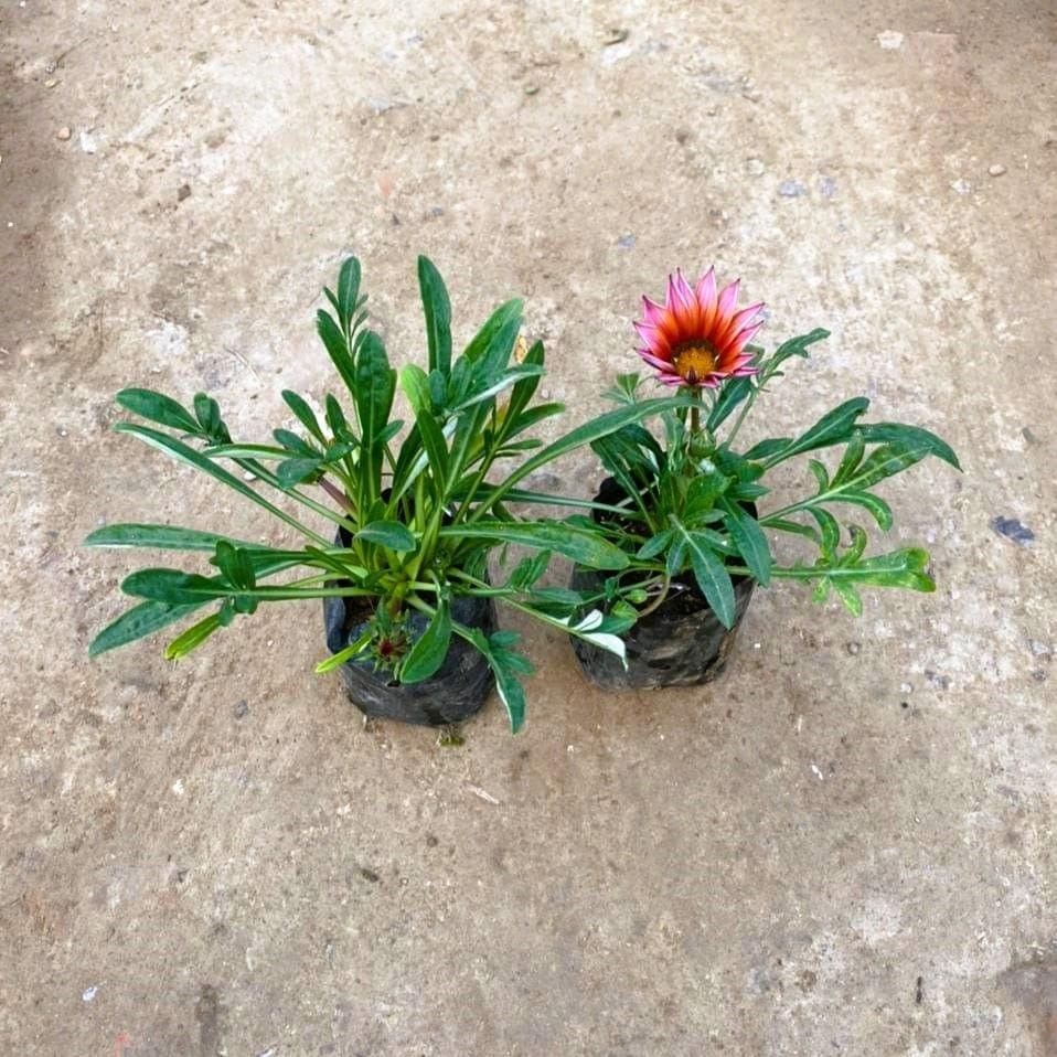 Set of 2 - Gazania (any colour) in 4 Inch Nursery Bag