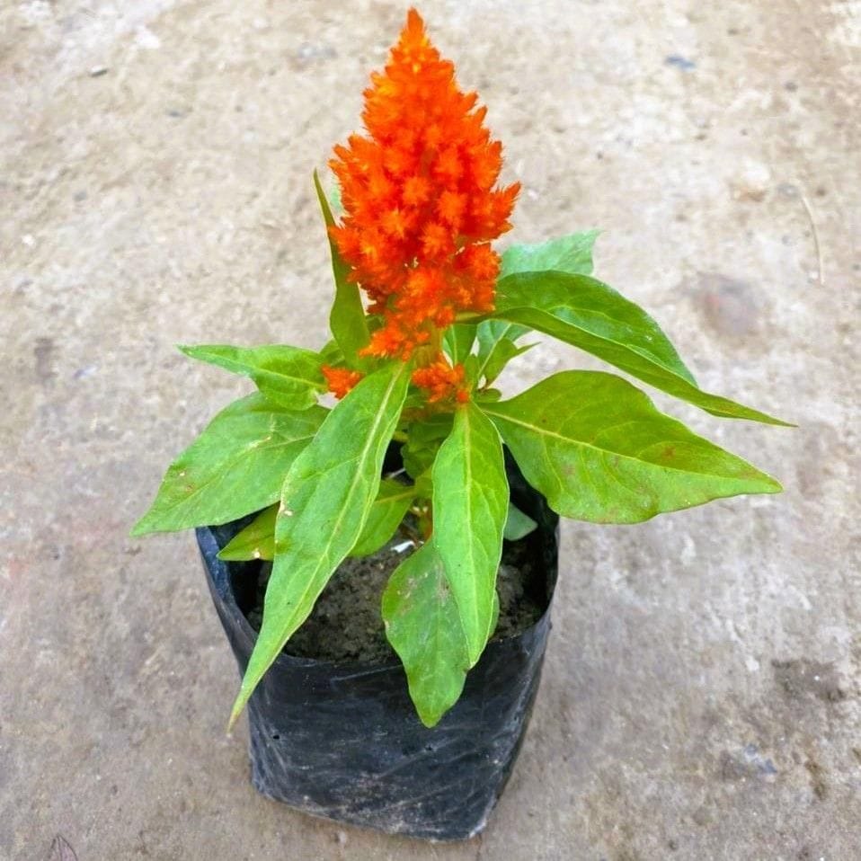 Celosia / Cockscomb (any colour) in 4 Inch Nursery Bag